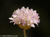 Armeria filicaulis
 ssp nevadensis