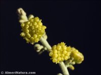 Artemisia aethiopica