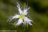 Dianthus broteri