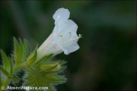 Echium sabulicola
 subsp. decipiens