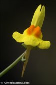 Linaria oblongifolia
 ssp aragonensis