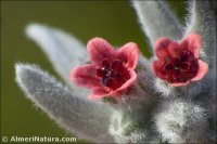Pardoglossum cheirifolium