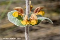 Phlomis crinita
 subsp. malacitana
