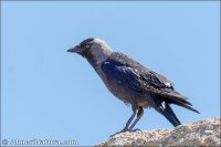 Grajilla occidenta