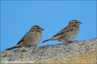 Gorrión moruno (Passer hispaniolensis)