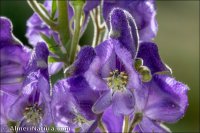 Aconitum nevadense