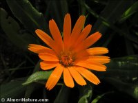 Flora de Almería - C