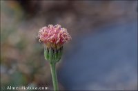 Jacobaea boissieri