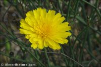 Launaea nudicaulis