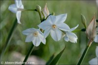 Narcissus papyraceus