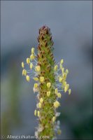 Plantago macrorhiza