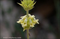 Sideritis tragoriganum subsp. funkiana