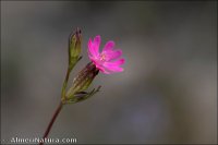 Silene muscipula