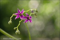 Solanum dulcamara