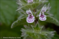 Stachys brachyclada