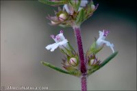 Thymus orospedanus
