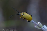 Proctenius granatensis