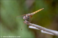 Trithemis annulata