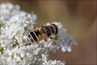 Eristalis arbustorum