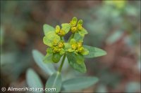 Euphorbia squamigera