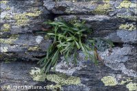 Asplenium septentrionale