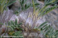 Astragalus nevadensis