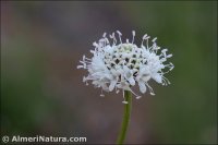 Cephalaria linearifolia