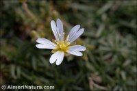 Cerastium ramosissimum