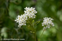 Ionopsidium megalospermum