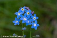 Myosotis decumbens subsp. teresiana