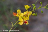 Parkinsonia aculeata