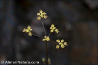 Pimpinella procumbens