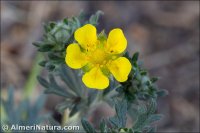 Potentilla argentea