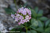 Valeriana apula