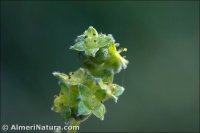 Alchemilla saxatilis