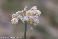 Allium valdesianum