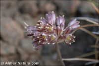 Allium valdesianum