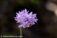 Armeria filicaulis subsp. nevadensis