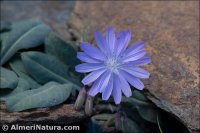 Lactuca perennins subsp. granatensis