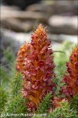 Orobanche haenseleri