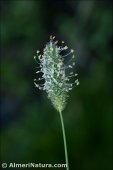 Phleum pratense