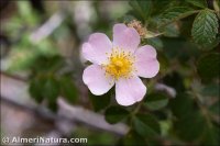 Rosa sicula