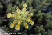 Teucrium aureum subsp. turdetanum