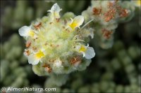 Teucrium aureum subsp. turdetanum