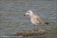 Gaviota de Audouin