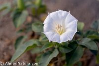 Datura innoxia