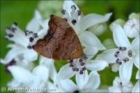 Choreutis nemorana