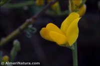 Genista jimenezii
