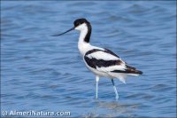 Avoceta común