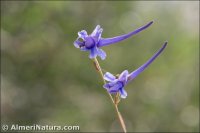 Delphinium gracile